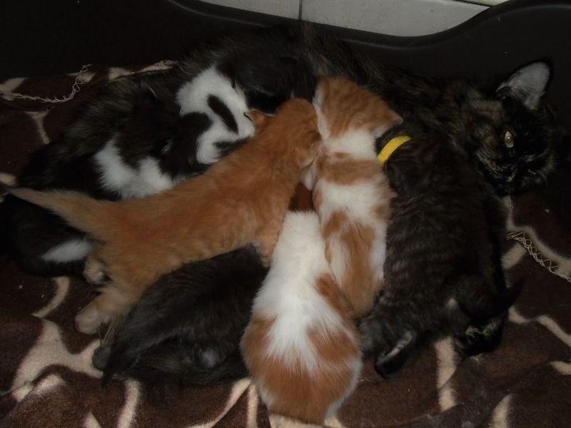Maine Coon Kittens For FREE (306) 500-3579 Image eClassifieds4u