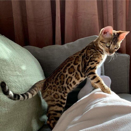 Obedient Bengal kittens for free(306) 500-3579 Image eClassifieds4u