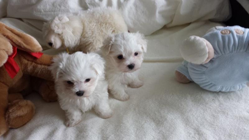 Super adorable Teacup Maltese Puppies Text (437) 536-6127 Image eClassifieds4u