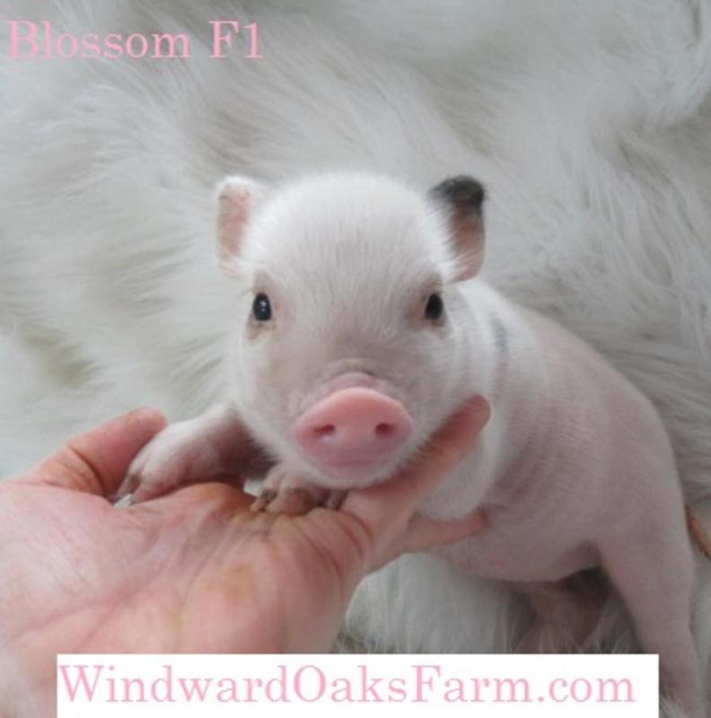 They are super sweet pigs and will make great companions.(306) 500-3579 Image eClassifieds4u
