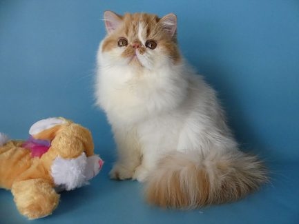 White Persian kittens for FREE (306) 500-3579 Image eClassifieds4u