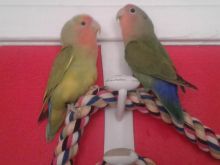 Baby Handraised Lovebirds