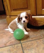 Cavalier King Charles Spaniel Puppies - Updated On All Shots Available For Rehoming