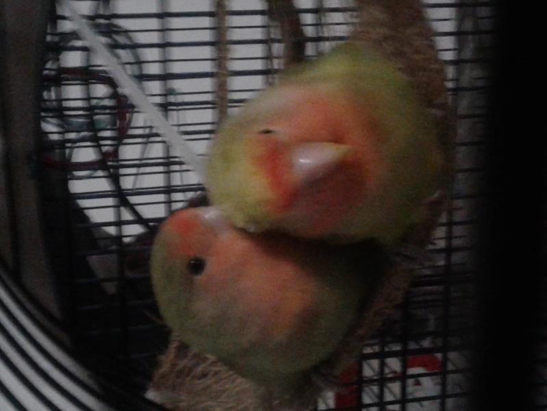 Baby Handraised Lovebirds Image eClassifieds4u