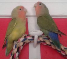 Baby Handraised Lovebirds Image eClassifieds4u 2