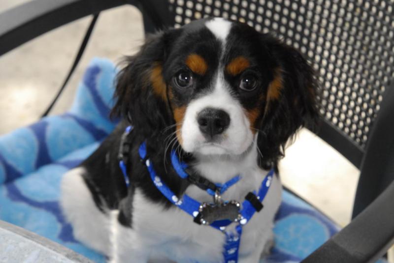 ***Cavalier King Charlea Spaniel Ready to Go *** Image eClassifieds4u