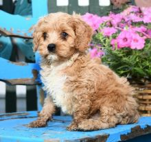 ❤️❤️ Cavapoo Puppies ❤️❤️ Girl & Boy ❤️ ❤️