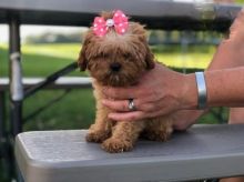 ***CAVAPOO PUPPIES-READY FOR NEW HOMES***