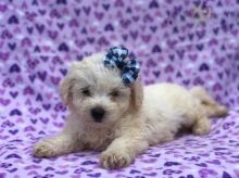 ❤️ ❤️ CKC REGISTERED BICHON FRISE PUPS ❤️ ❤️