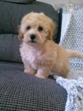 ***MALTIPOO PUPPIES-READY FOR NEW HOMES***
