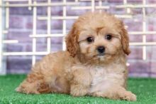 13 weeks old Cavapoo Pups *Trained*