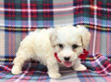 Beautiful Bichon Frise Puppies! READY NOW!