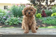 Beautiful Cavapoo puppies for adoption~non shedding