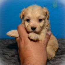 Beautiful Maltipoo puppies for adoption~non shedding