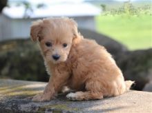 Beautiful Maltipoo Puppies! READY NOW!