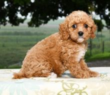 Cavapoo Puppies ready to go home! Health Guarantee Incl.