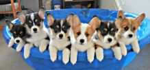 C.K.C Pembroke Welsh Corgi Puppies For Adoption