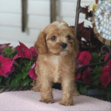 CKC Reg'd Cavapoo Puppies- 2 LEFT