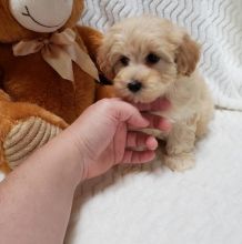 CKC Reg'd Maltipoo Puppies- 2 LEFT