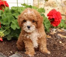 Adorable Cavapoo Puppies-Male/Female left!!