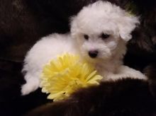 Healthy adorable *Bichon Frise* puppies!