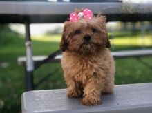 Healthy adorable *Cavapoo* puppies!