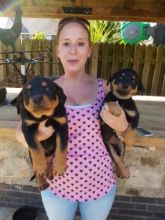 Healthy Rottweiller Puppies for adoption ( CHEAP PRICE)