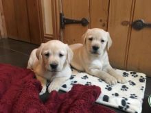 Labrador Retriever puppies are non-shedding for adoption