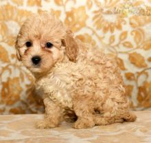 Like Cavapoo?Cutest Cavapoos Available