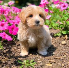 Like Maltipoo?Cutest Maltipoos Available