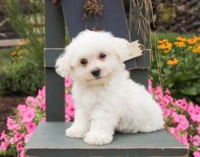 Lovely Bichon Frise pups -READY TO pick up