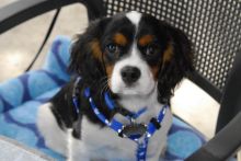 Lovely bueatiful Cavalier Puppies for free adoption!!
