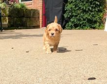 Lovely Cavapoo pups -READY TO pick up