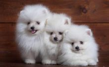 purebred Pomeranian puppies for re homing