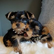 purebred Yorkie puppies for re homing Text me at (437) 536-6127 for more info