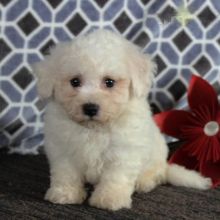 Two Bichon Frise Pups, Very Healthy
