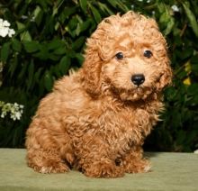 Two Cavapoo Pups, Very Healthy