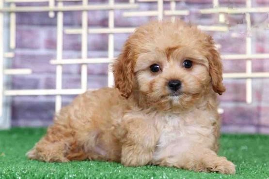 13 weeks old Cavapoo Pups *Trained* Image eClassifieds4u