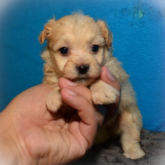 13 weeks old Maltipoo Pups *Trained* Image eClassifieds4u