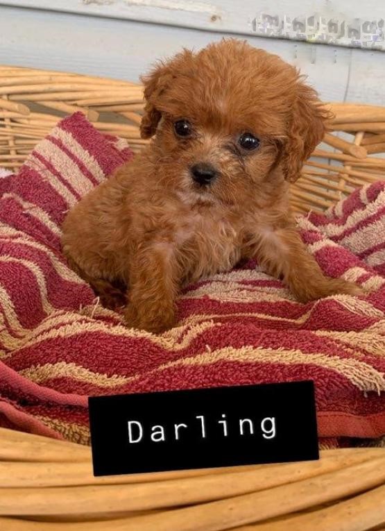Beautiful Cavapoo Puppies! READY NOW! Image eClassifieds4u