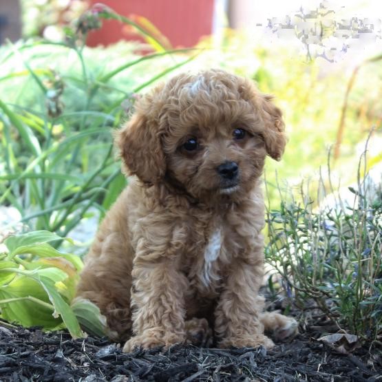 Cavapoo pups!!! Meet them Now ! Image eClassifieds4u