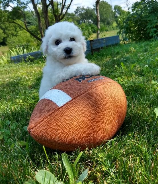 CKC Reg'd Bichon Frise Puppies- 2 LEFT Image eClassifieds4u