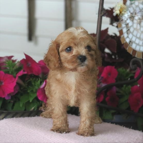 CKC Reg'd Cavapoo Puppies- 2 LEFT Image eClassifieds4u