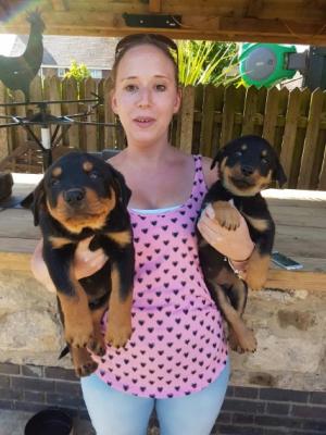 Healthy Rottweiller Puppies for adoption ( CHEAP PRICE) Image eClassifieds4u