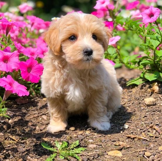 Like Maltipoo?Cutest Maltipoos Available Image eClassifieds4u