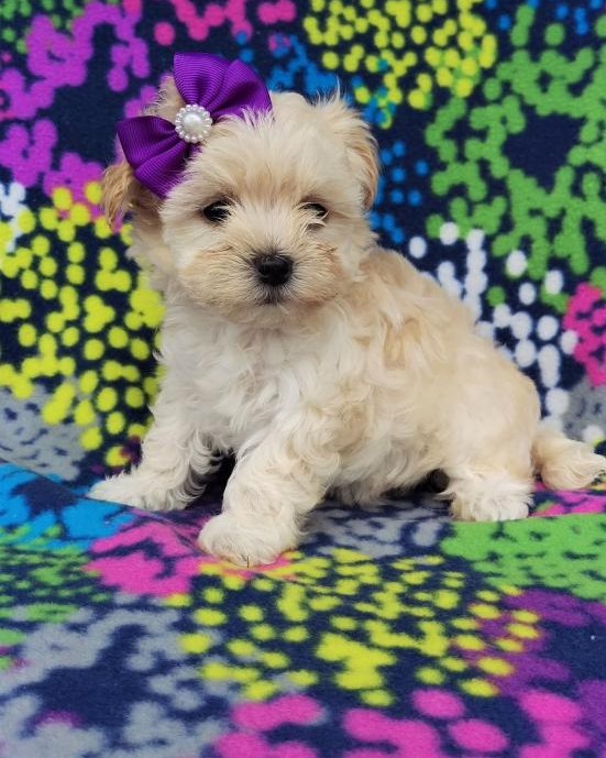 Lovely Maltipoo pups -READY TO pick up Image eClassifieds4u