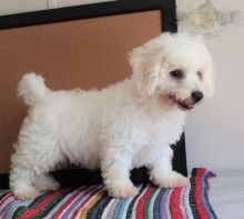 13 weeks old Bichon Frise Pups *Trained* Image eClassifieds4U