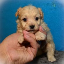 13 weeks old Maltipoo Pups *Trained* Image eClassifieds4U