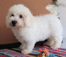 Beautiful Bichon Frise puppies for adoption~non shedding Image eClassifieds4U