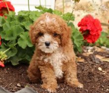 Adorable Cavapoo Puppies-Male/Female left!! Image eClassifieds4U